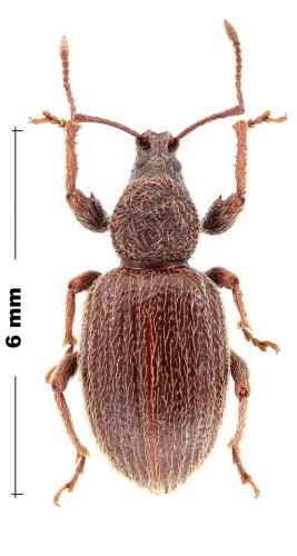 Réf. 317 171 : Otiorhynchus hirsutus